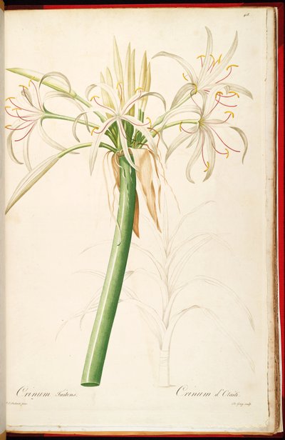 Crinum asiaticum var. pedunculatum - Pierre Joseph Redouté